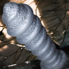 Beaded screw anal dilator